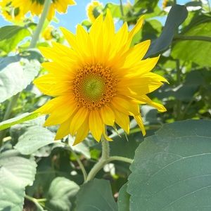 Meet your Posher, Courtney